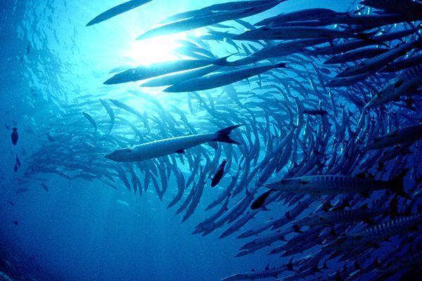 Barracuda