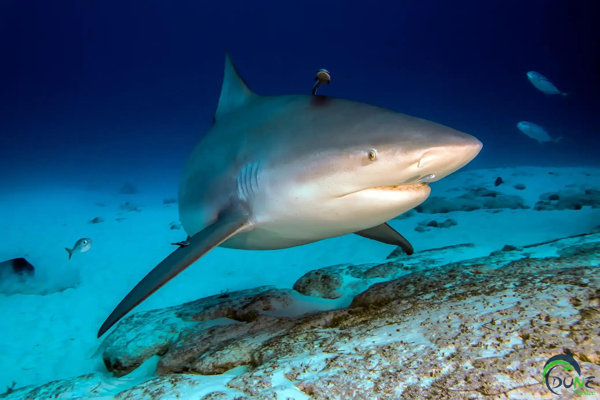 picture of bull shark - © Dune Mexico