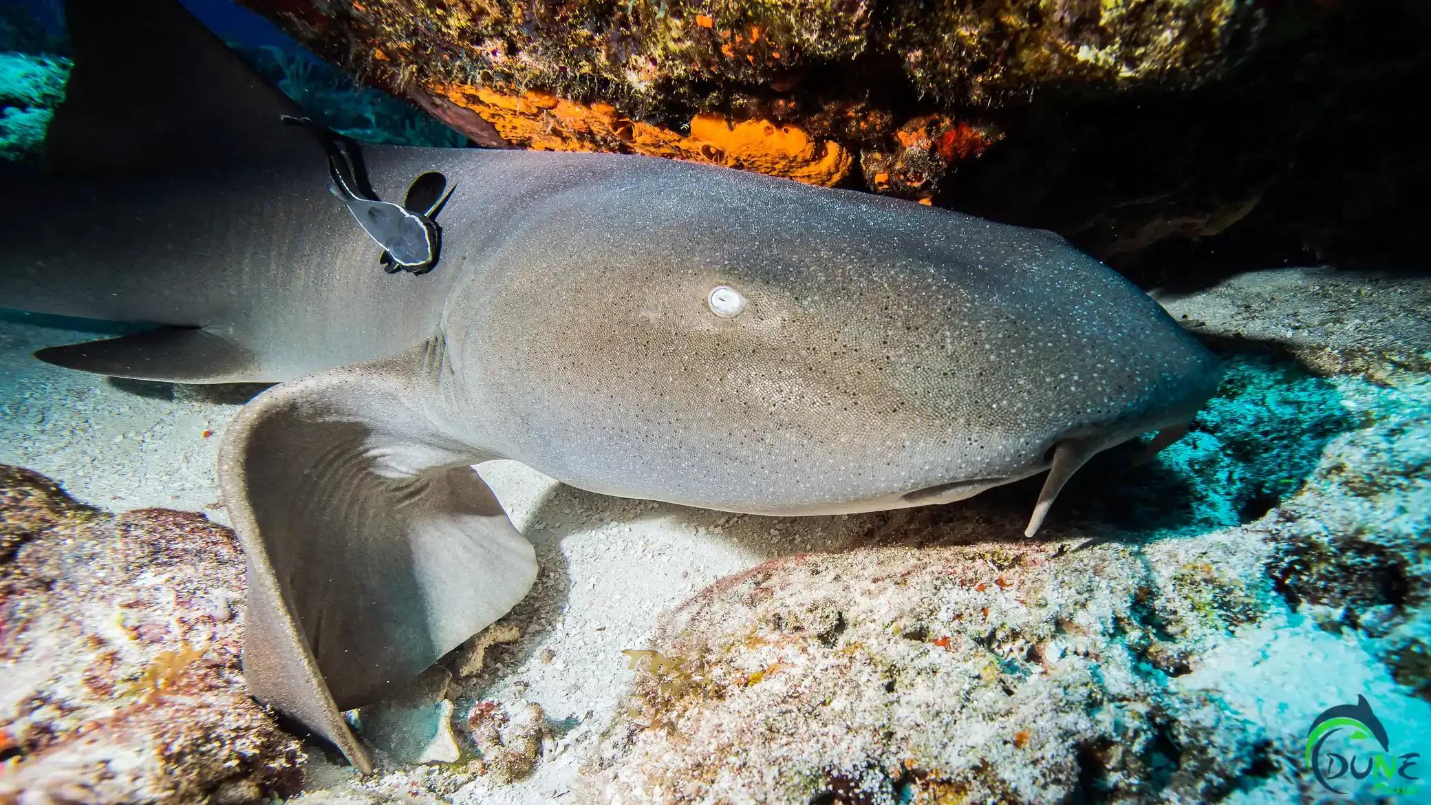 picture of nurse shark - © Dune Mexico