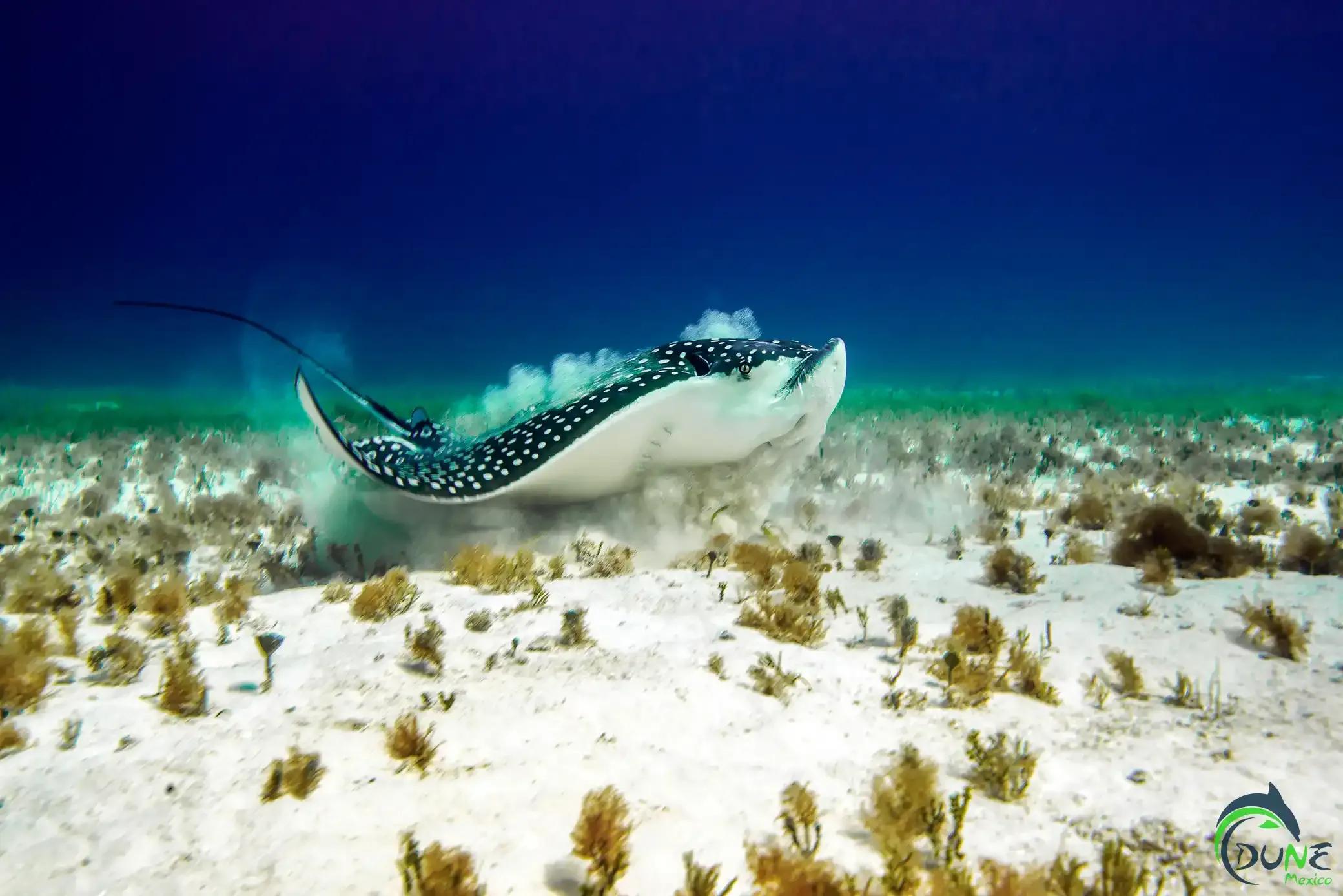 Eagle Ray in Mexico - © Dune Mexico