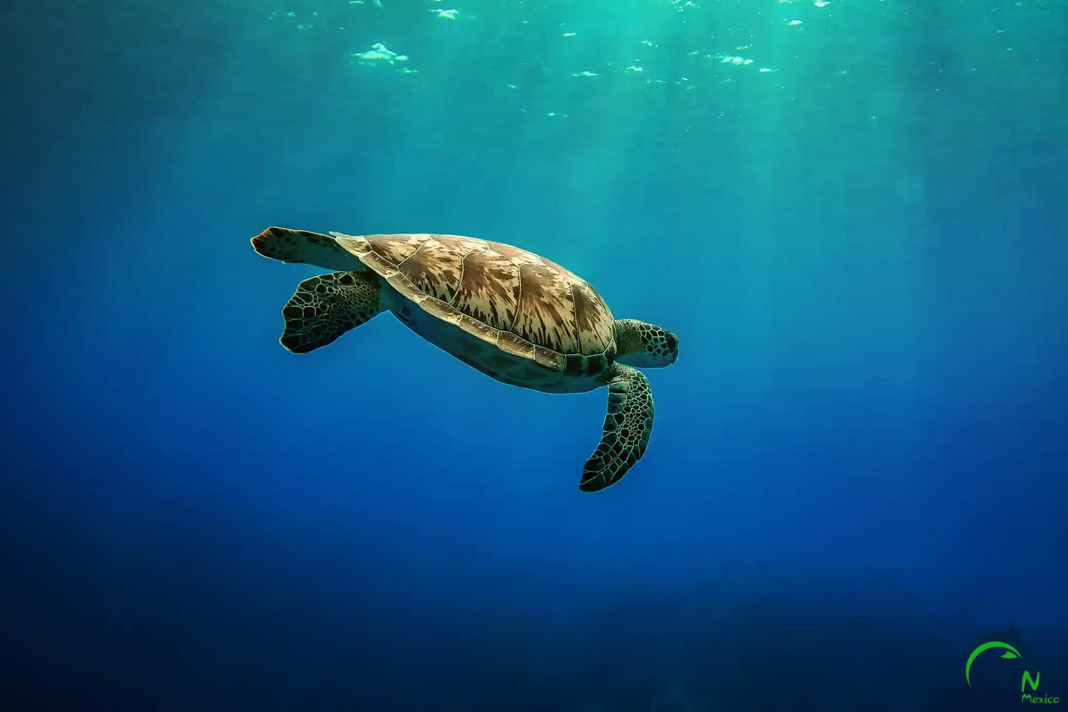 picture of turtle - © Dune Mexico