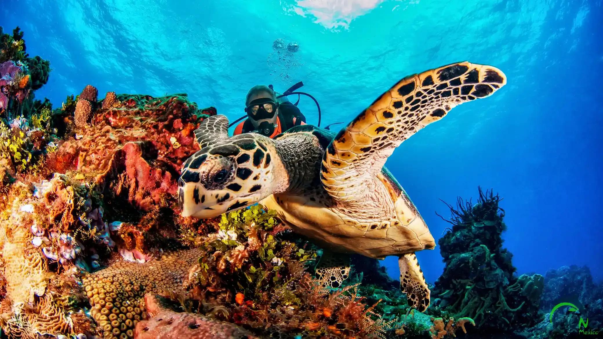 Enjoy ideal temperatures all year long, right on the second-largest barrier reef in the world!