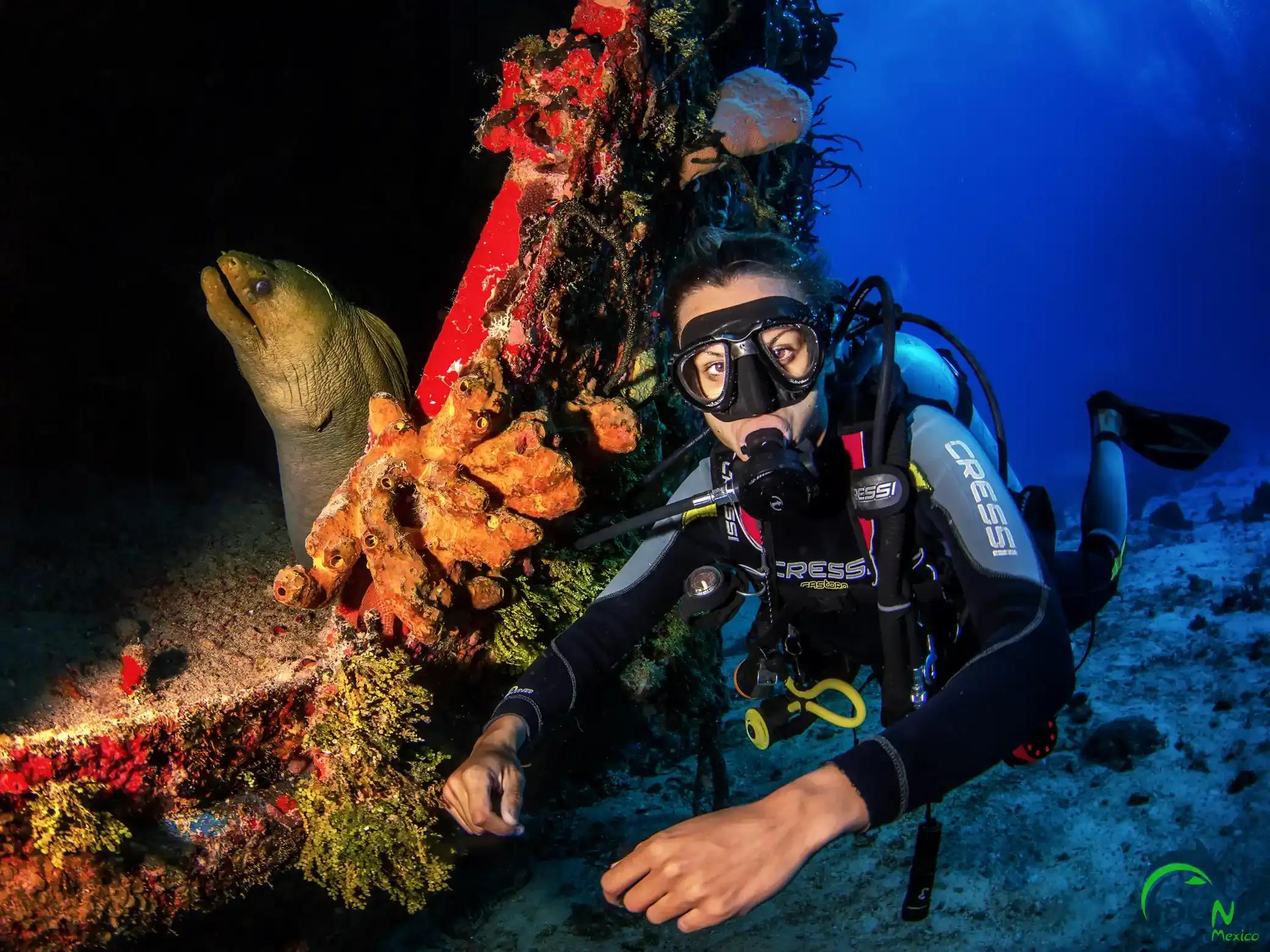 Moray eel