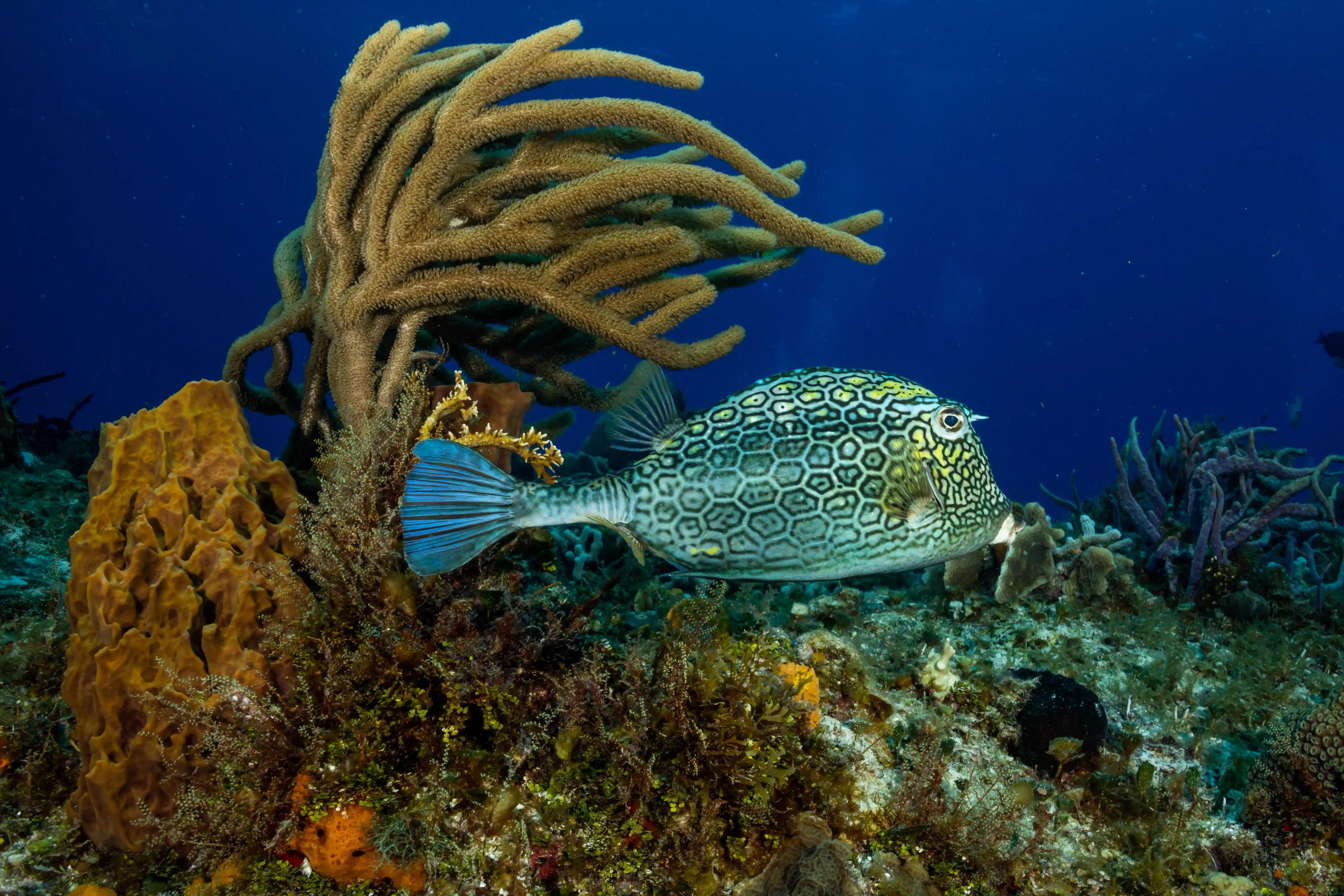 picture ofbox fish - © Dune Mexico