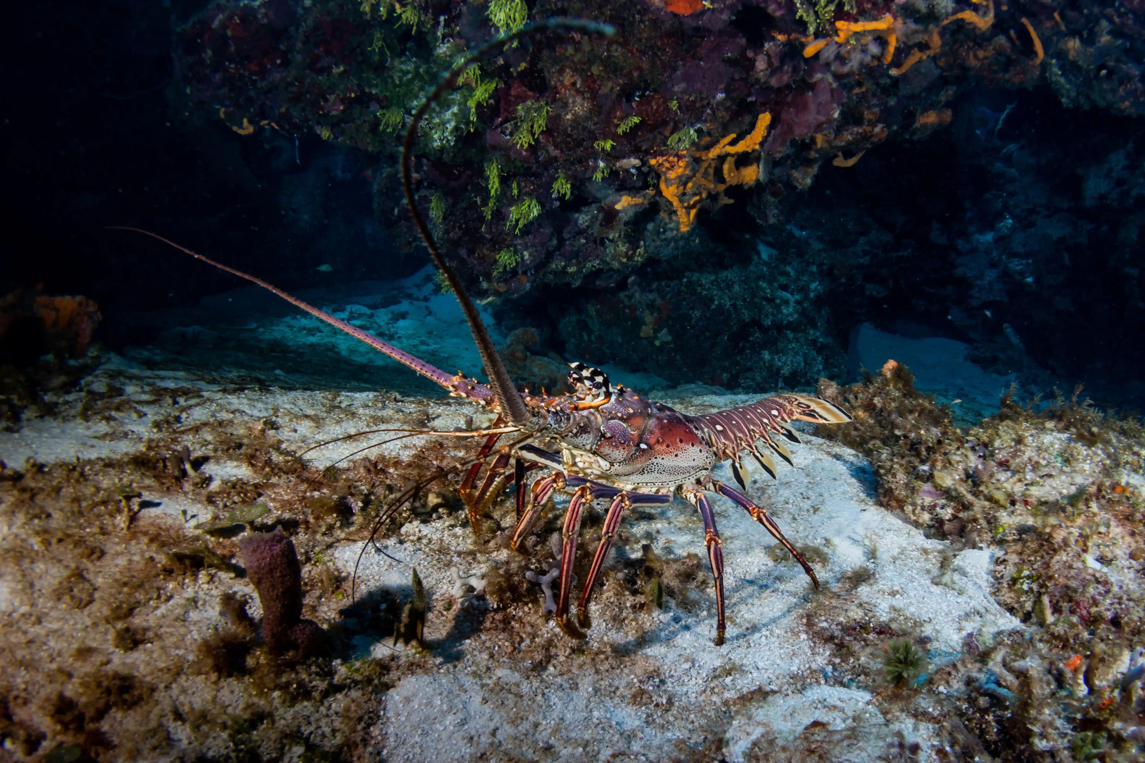picture of losbter - © Dune Mexico