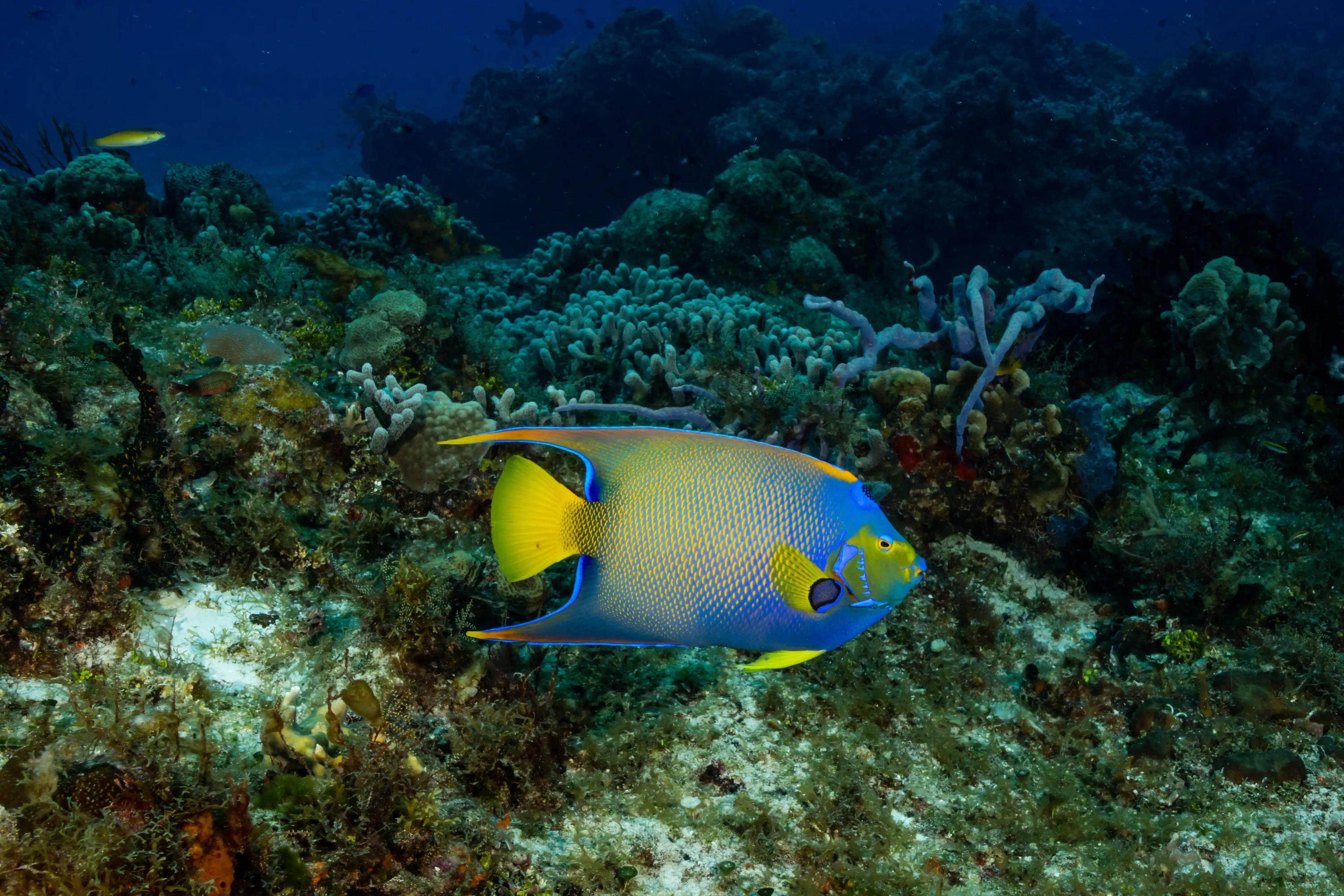 picture of angel fish - © Dune Mexico