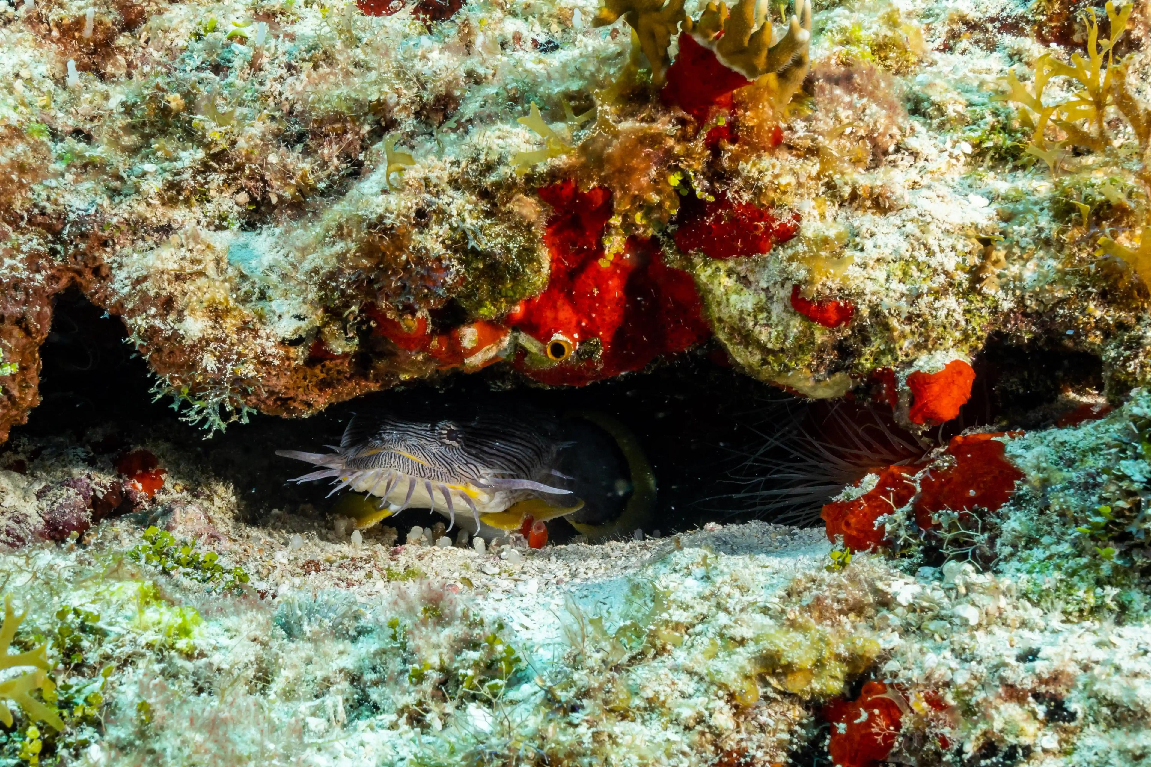 pciture of spendid toadfish - © Dune Mexico