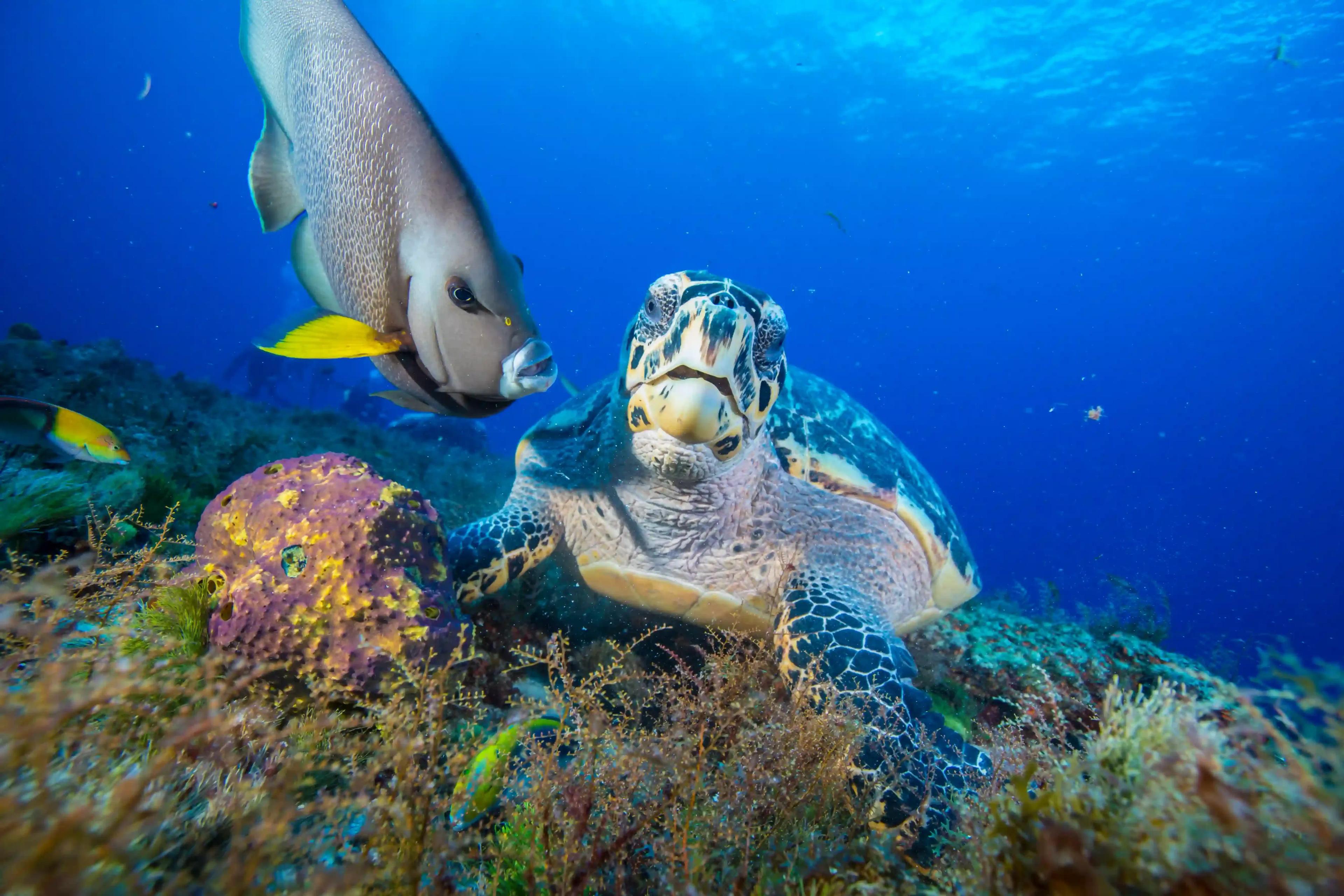 tortuga nadando en playa del carmen