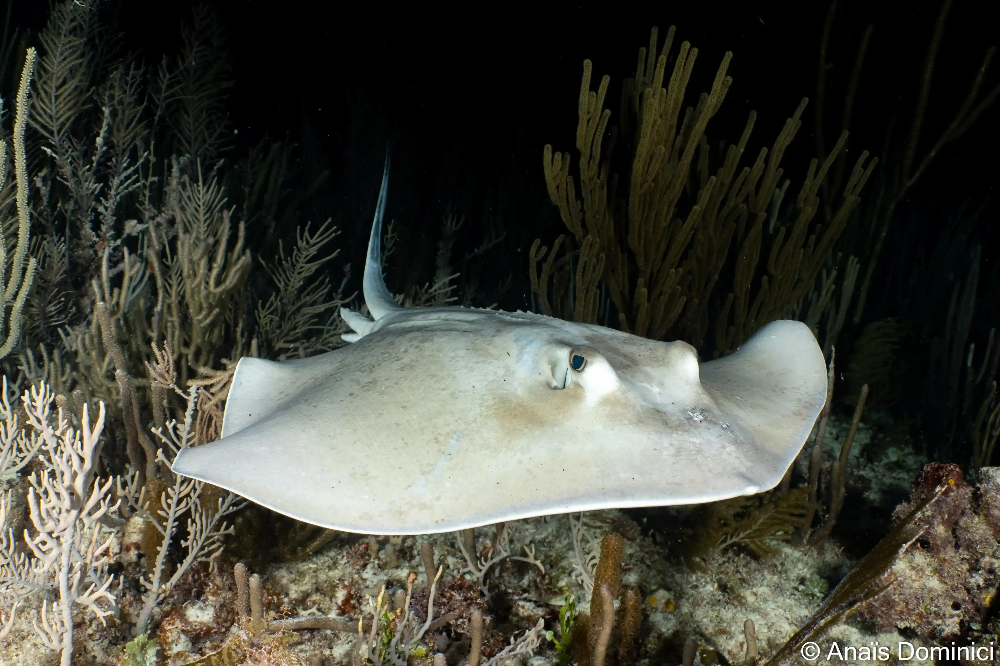 picture of stingray - © Dune Mexico