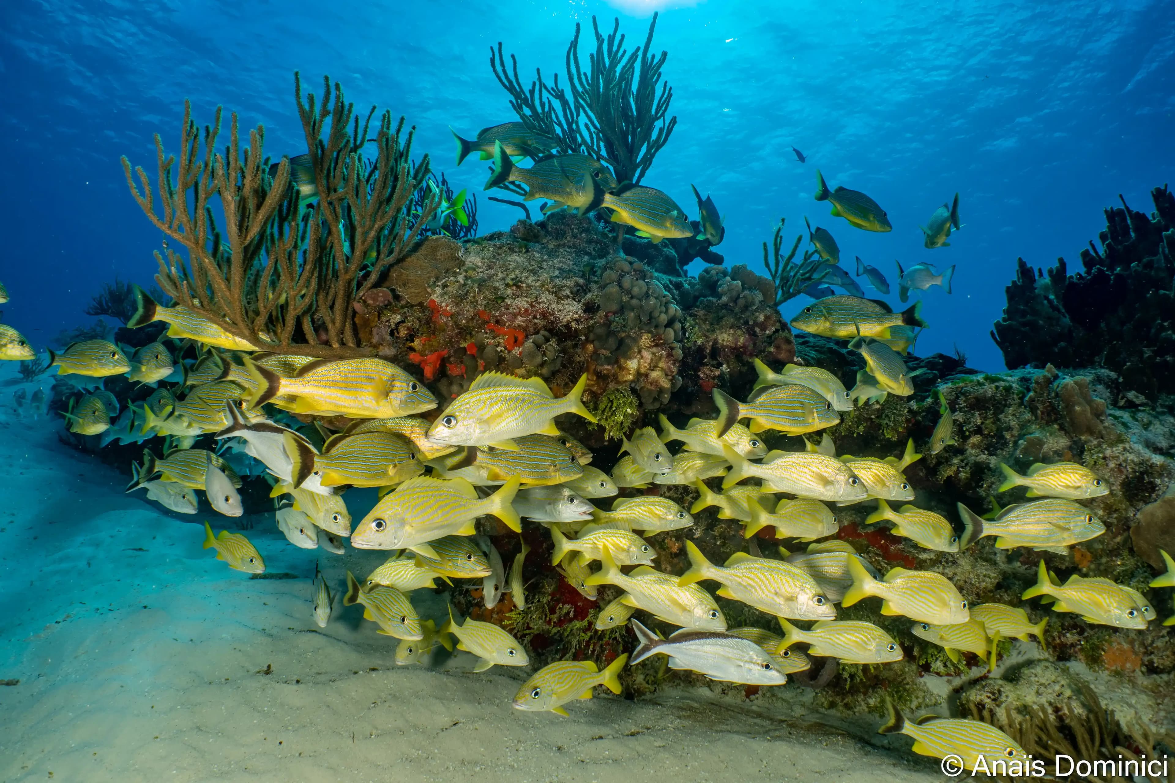 Snorkeling - © DUNE Mexico