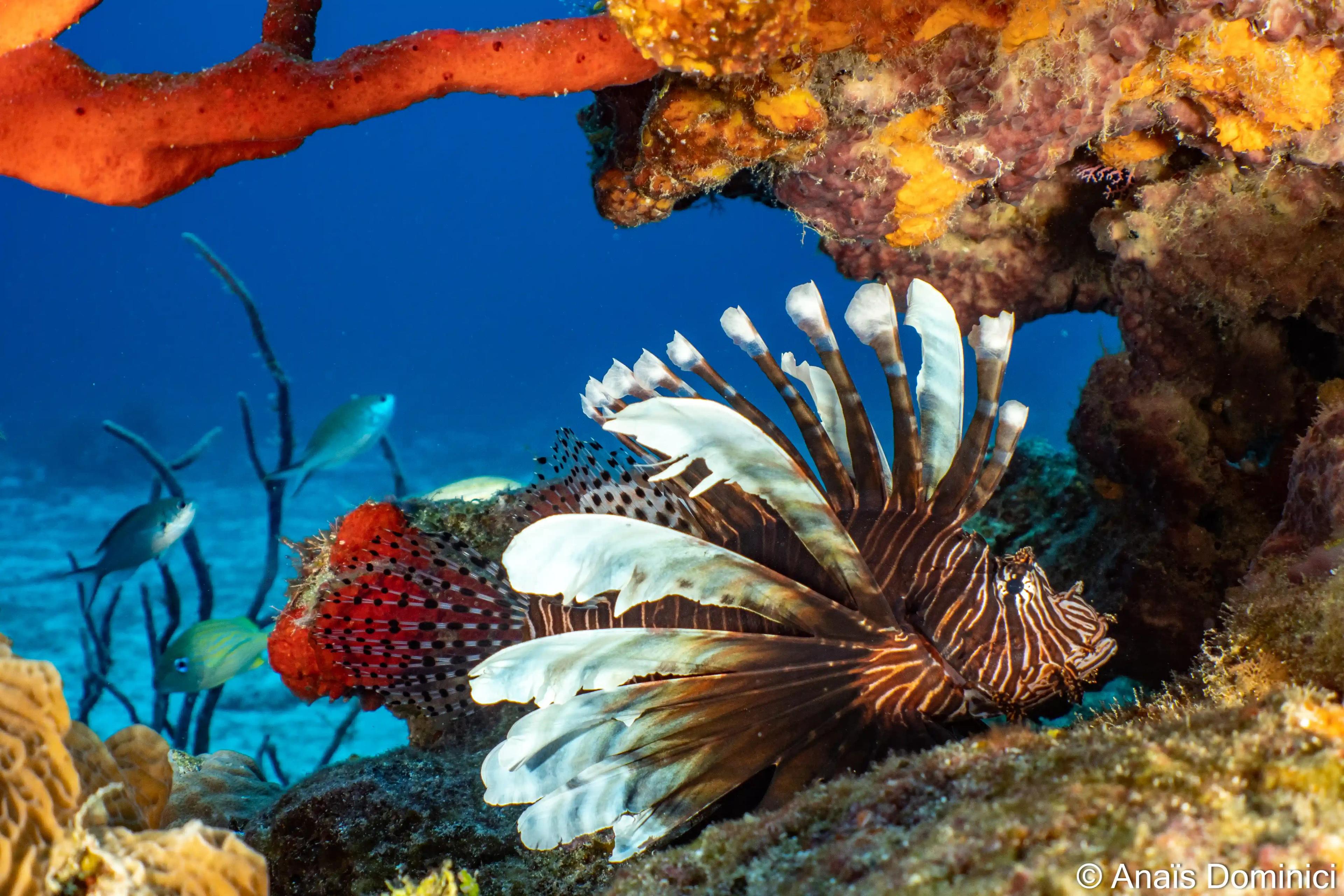 picture of lionfish - © Dune Mexico