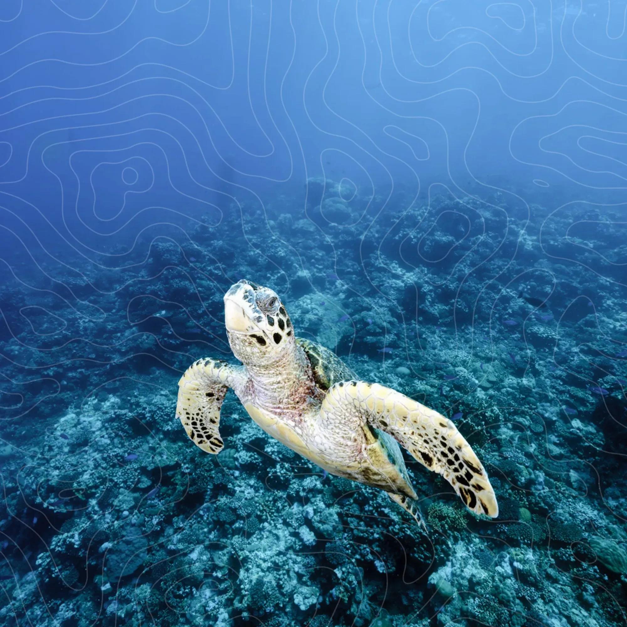 Supported by state of the art underwater photography equipments - © DUNE Mexico