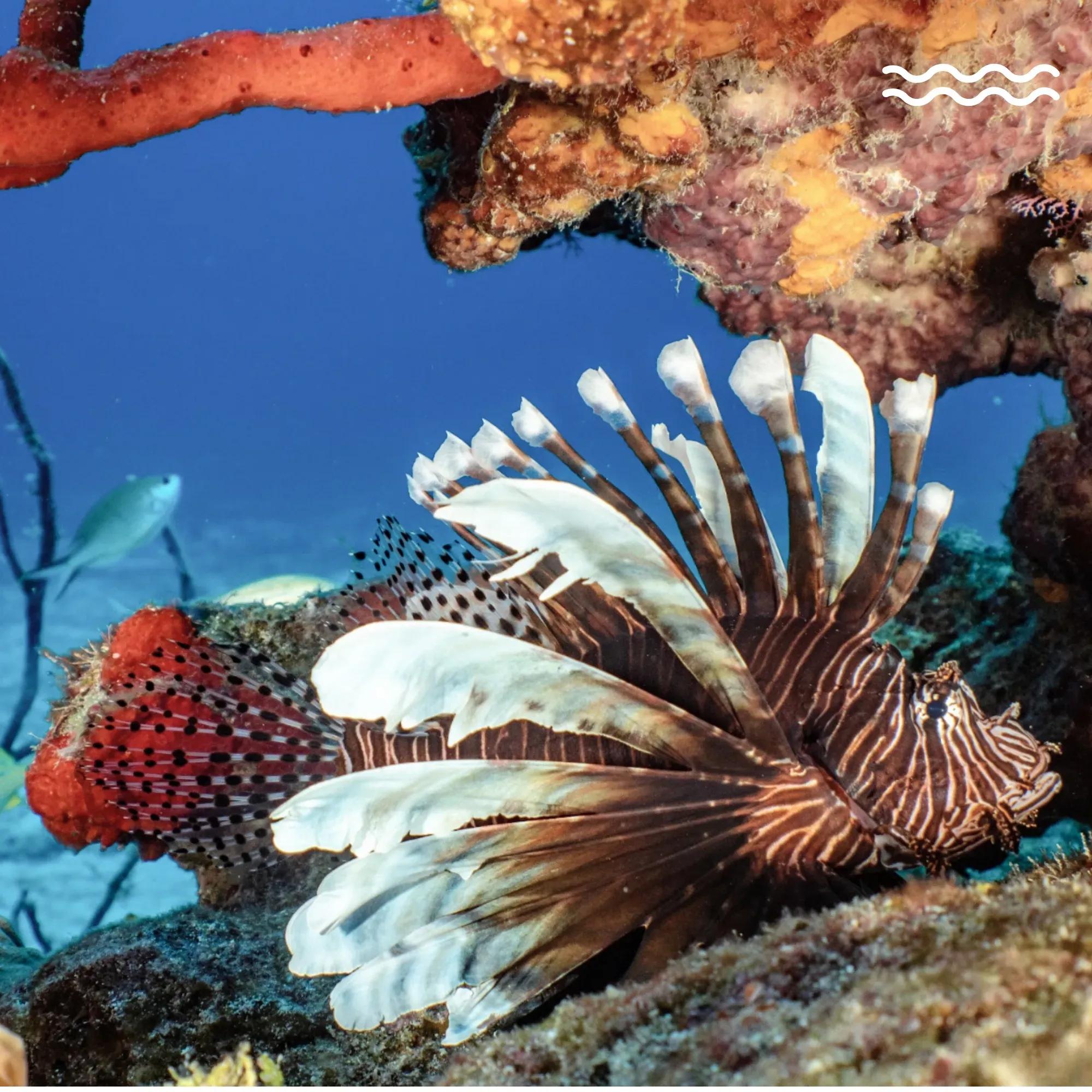 Underwater Discoveries